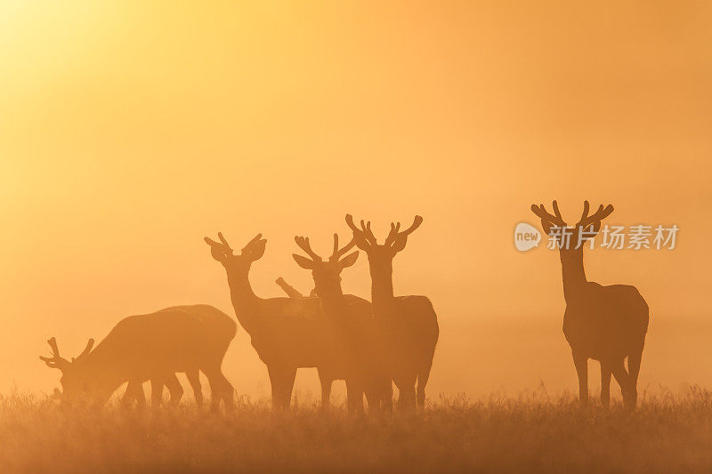 红鹿(Cervus elaphus)